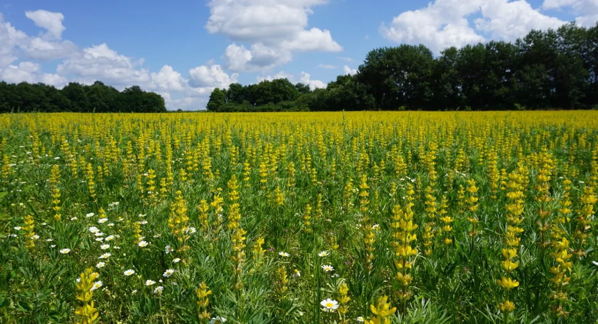 Fleurs de lupin jaune
